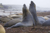 Southern Elephant Seals